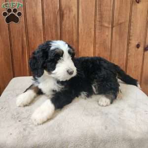 Millo, Bernedoodle Puppy